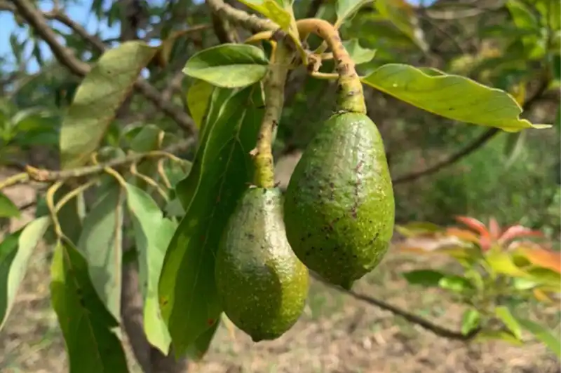 Abacateiro adulta SP