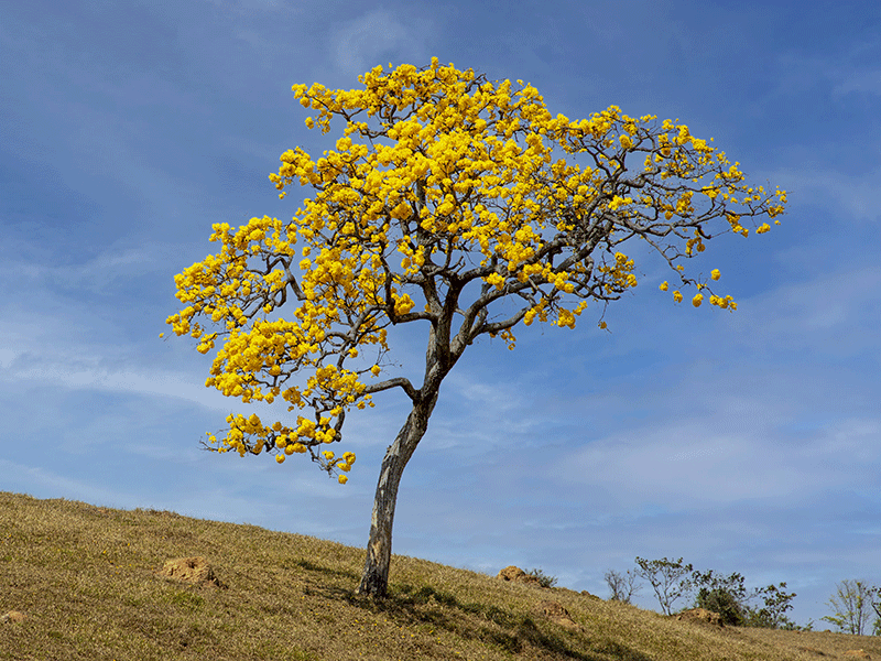 Ipê Amarelo adulto SP
