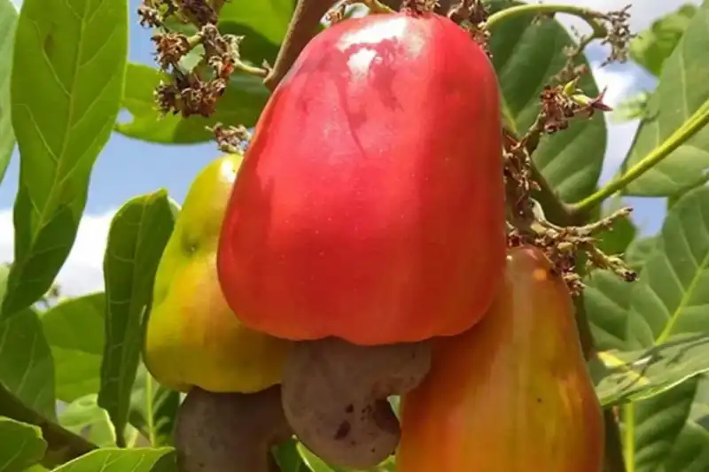 Cajueiro adulta SP