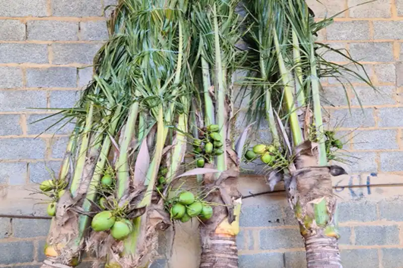 Coco-Anão adulta SP