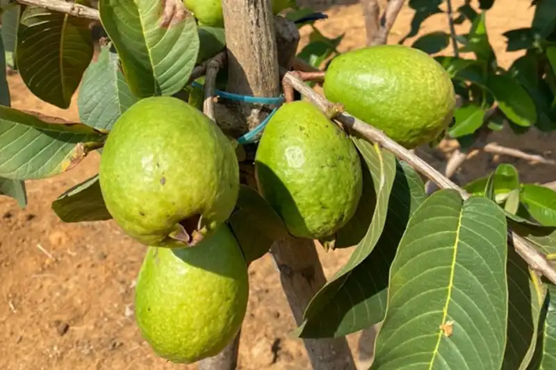 Goiabeira adulta SP