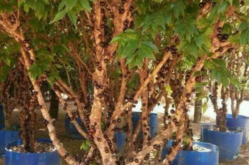 Jabuticabeira adulta SP