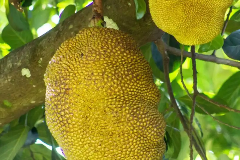 Jaqueira adulta SP
