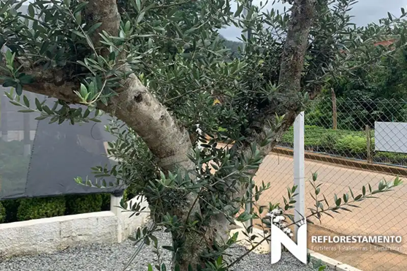 Plantas Ornamentais Adultas SP