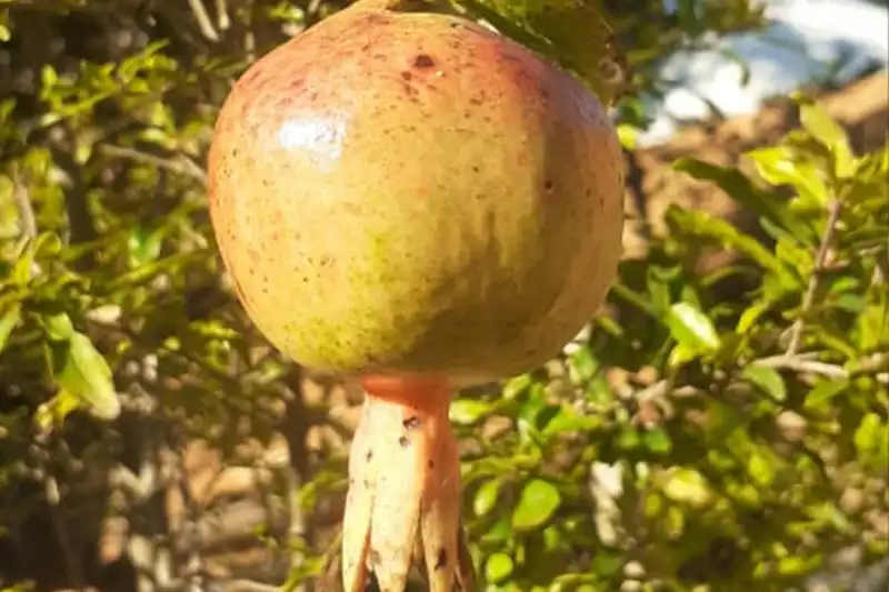 Romã Adulta adulta SP